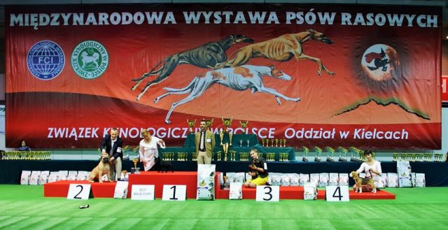 kielce - bis minor puppy 5